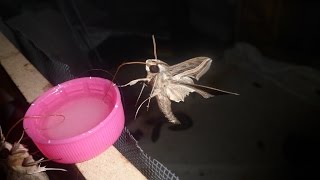 Feeding My Pet Moth  Vine hawkmoth Hippotion celerio [upl. by Scharf]