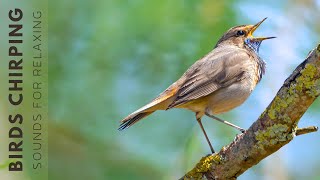 Birds Singing  Bird Sounds Relaxation Soothing Nature Sounds Birds Chirping [upl. by Jeane136]