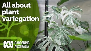 What is plant variegation How you can encourage it  Indoor Plants  Gardening Australia [upl. by Ala393]