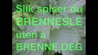 Slik spiser du brennesle uten å brenne deg  og bruker den i mat [upl. by Tiossem]