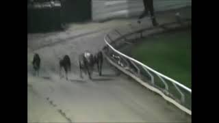 Welsh Greyhound Derby Final 2011 Track record [upl. by Alusru]