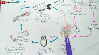 clonorchis sinensis life cycle  clonorchiasis  clonorchis sinensis  Liver fluke  Bio science [upl. by Darraj]