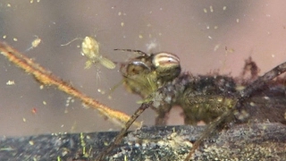 Fragile Forktail Damselfly larva feeding and grooming [upl. by Etnoid]