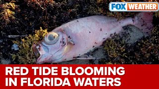 Nicole And Ian Harmful Red Tide Emerges Along Florida Coastline After Hurricanes [upl. by Yenaj]