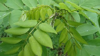 Madre de Cacao  kakawate as material for making liquid fertilizer insecticide or pesticide [upl. by Iidnarb]