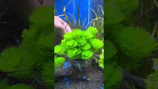 Cabomba green tanaman aquascape [upl. by Siramed394]