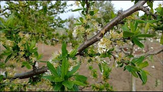 Stropirea pomilor fructiferi  faza scuturatul florilor [upl. by Reffineg]