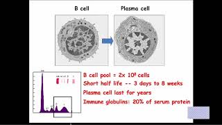 Primary Immune Deficiency for Internists What are we missing [upl. by Afatsum]