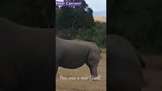 A Day in the Life of a Rhino Exploring the Wonderful Rhino Site [upl. by Ivets]