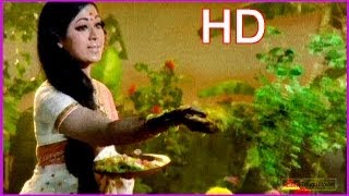 ANR Old Songs  Donga Ramudu  Chigurakulalo Song  ANR  Savitri  Old Telugu Songs [upl. by Eniamrahc]