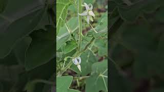 Solanum with White flowers [upl. by Heinrik]