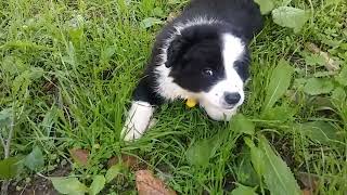 cachorro Border Collie jugando en un prado de los picos de europa [upl. by Aihsenor212]