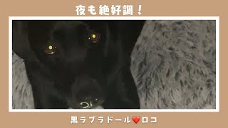 【防犯を遮る黒ラブロコ！】防犯用のライトをロコが取ってしまいました💦可愛い大型犬 ラブラドールレトリバー 黒ラブラドール 防犯対策センサーライト [upl. by Ringe737]