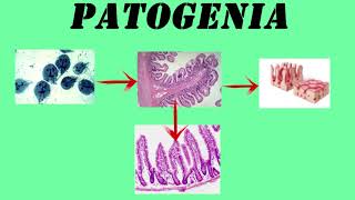 Giardia Lamblia  GIARDIASIS [upl. by Neve]