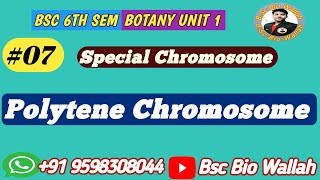 Polytene Chromosome  Gaint or Special Chromosome  Cell Biology Bsc 6th Sem [upl. by Norvil]