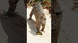 ¡Perros Enfrentas a un Jaguar perros vs jaguar animalessalvajes [upl. by Heady496]