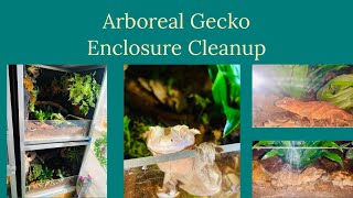 Update Clean Arboreal Gecko Enclosures With Me [upl. by Atel]