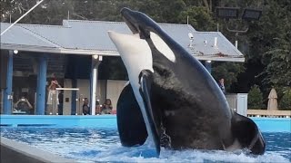 Tilikum in Dine With Shamu  Full Show 101313 [upl. by Leund50]