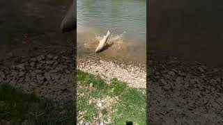 25 lb grass carp I caught on bread [upl. by Ayotol]