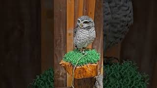 Premier ma bagoly owl osaka strezza fishing seaguar ryobi chouette owlcafe [upl. by Itraa]