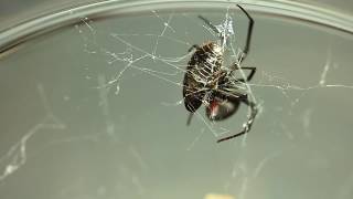 Redback Widow Spider Latrodectus hasselti [upl. by Bevus677]