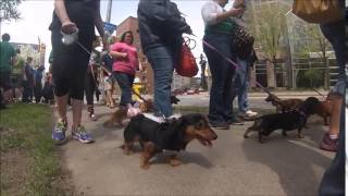 2014 Rochester Dachshund Parade [upl. by Nacul767]