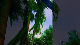 Sondor 🥰🌳🌴🌅shortvideo music song sky brahmanbaria [upl. by Ennaitak157]