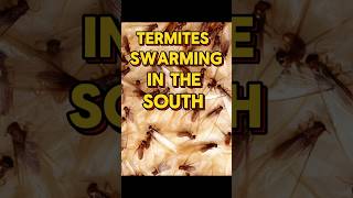 Incredible Footage of Termites Swarming [upl. by Eciral]