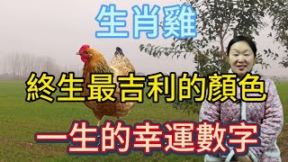 生肖屬相雞！屬雞人終身最吉利的顏色！生肖屬雞人一生的幸運數字！本期視頻講述生肖雞！生肖 風水 財運 佛教 [upl. by Xuagram]