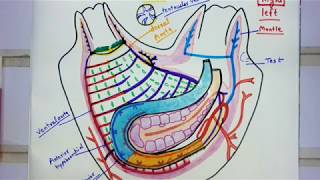 Blood Vascular System Of Herdmania [upl. by Petunia]