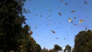 Monarch Butterflies fill the sky [upl. by Jenkel]