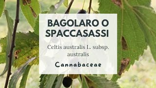 PIANTE SORPRENDENTI CHE NON TROVERAI MAI AL SUPERMERCATO IL BAGOLARO  SPACCASASSI  Hackberry [upl. by Arrekahs]