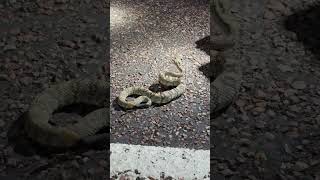 Blacktailed rattlesnake [upl. by Antonius65]