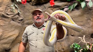 Craziest Reticulated Python Morphs At The Reptile Zoo [upl. by Marvella]