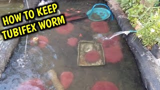 how to keep tubifex worm at home  Tubifex worm care [upl. by Noslien]