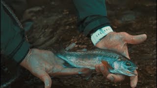 Fly Fishing in Lipnica Slovenia [upl. by Emmery]