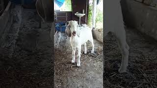 Top Quality Boer Cross Jamunapari kidsExcellent quality boer cross kidBoer kidBoer Cross goat [upl. by Allehs]