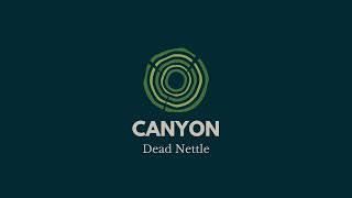 quotCanyonquot  Dead Nettle [upl. by Kcira329]