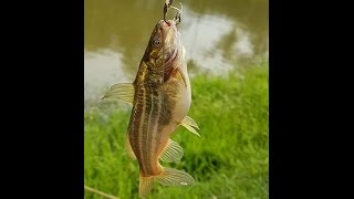 টেংড়া গুলশা মাছ চাষের পোনা  tangra gulasa fry fish farming [upl. by Cirdor]