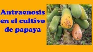 Así es la Antracnosis en el cultivo de papaya [upl. by Suriaj774]