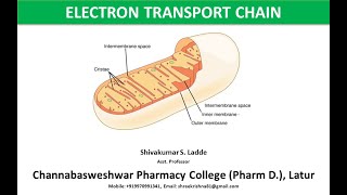 30Electron Transport Chain or Respiratory Chain [upl. by Aronas]