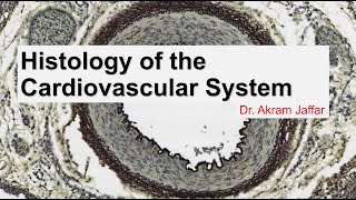 Histology of the cardiovascular system [upl. by Elatnahc]