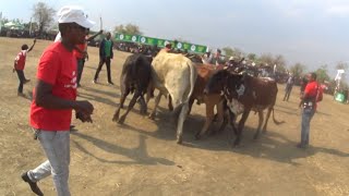 The Cattle Culture Display Pristige At Samu Lya Moomba Ceremony 2023 [upl. by Sremmus]