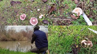 BALIK YOKPÖSTEKİ VE KEÇİ MANTARI TOPLADIM🍄AÇIKLAMA BÖLÜMÜI COLLECTED BEAST AND GOAT MUSHROOM [upl. by Ilam]