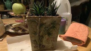 Planting a Succulent Plant [upl. by Elisa]