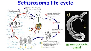 Phylum Platyhelminthes Part 3 Parasitic Trematodes and Monogeneans [upl. by Ojyram969]