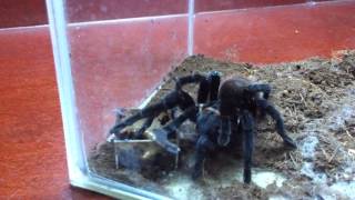 Brachypelma Vagans quotMexican Red Rumpquot tarantula feeding [upl. by Ellednek]