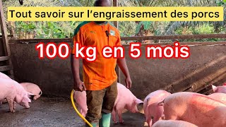 Combien on gagne par porc en engraissement  100 kg en 5 mois [upl. by Libys612]