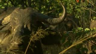 Insane Moments Lion Attack and Kill Buffalo Fighting Until Their Last Breath  Animal Attacks [upl. by Aerdnaid70]