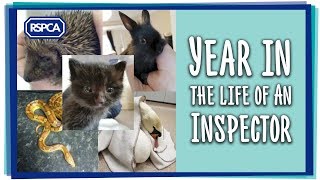 Year in the life of an RSPCA Inspector [upl. by Landmeier]